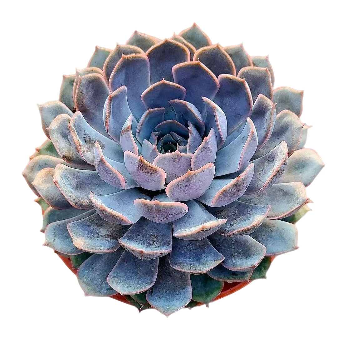 71多肉植物（菲欧娜）直播间展示产地产品