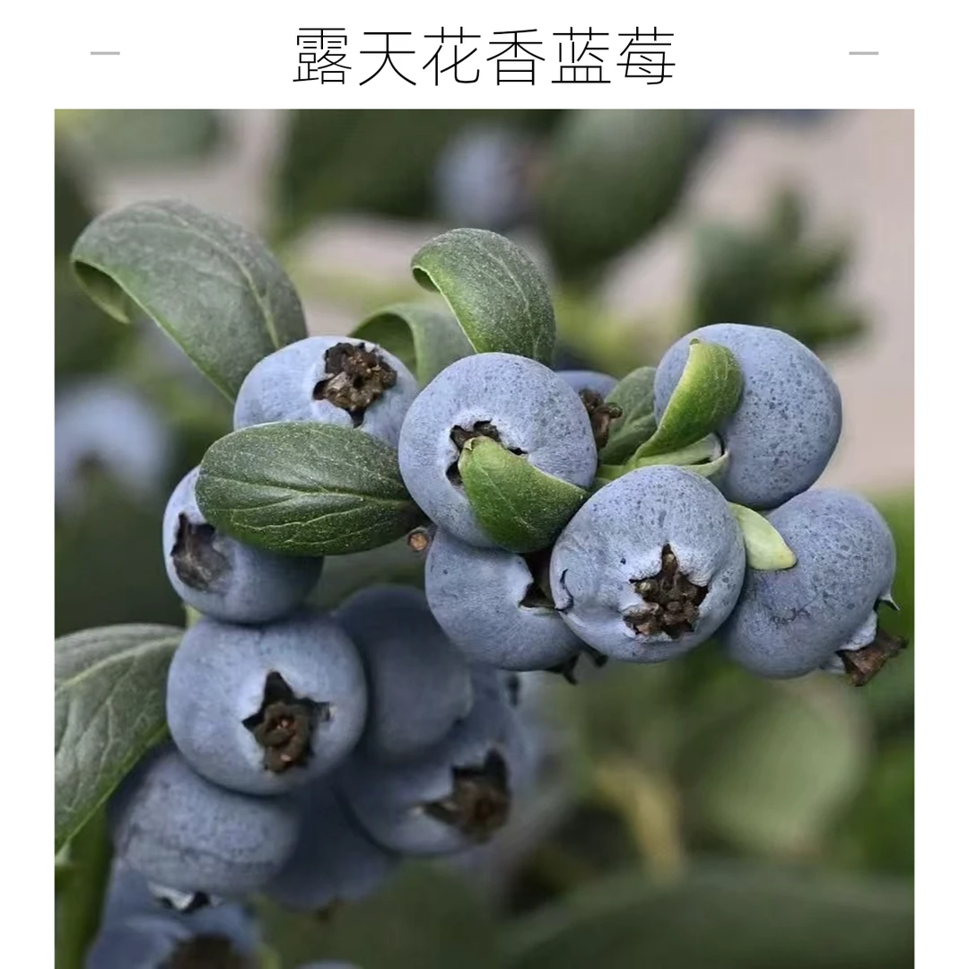 【顺丰速运】云南花香蓝莓L25花香蓝莓盒装多仓就近发货