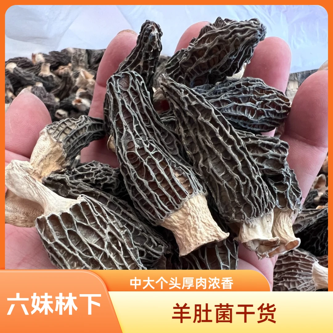 2025林下露天【中小】特厚肉羊肚菌