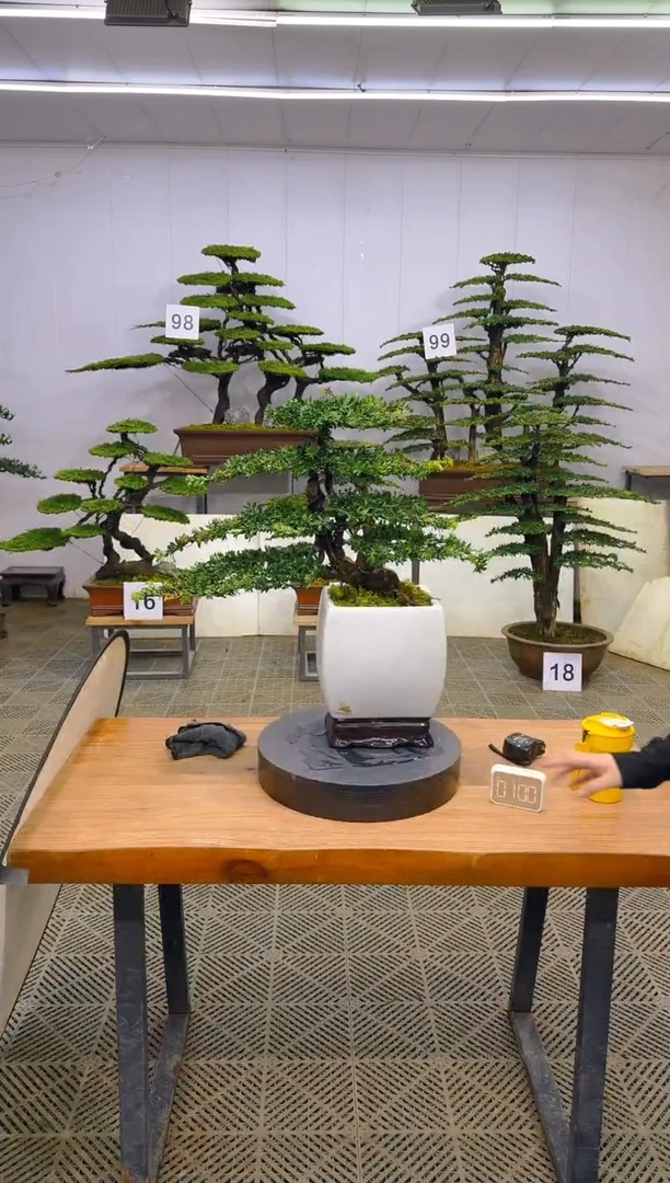 无花朵一物一拍一物一拍