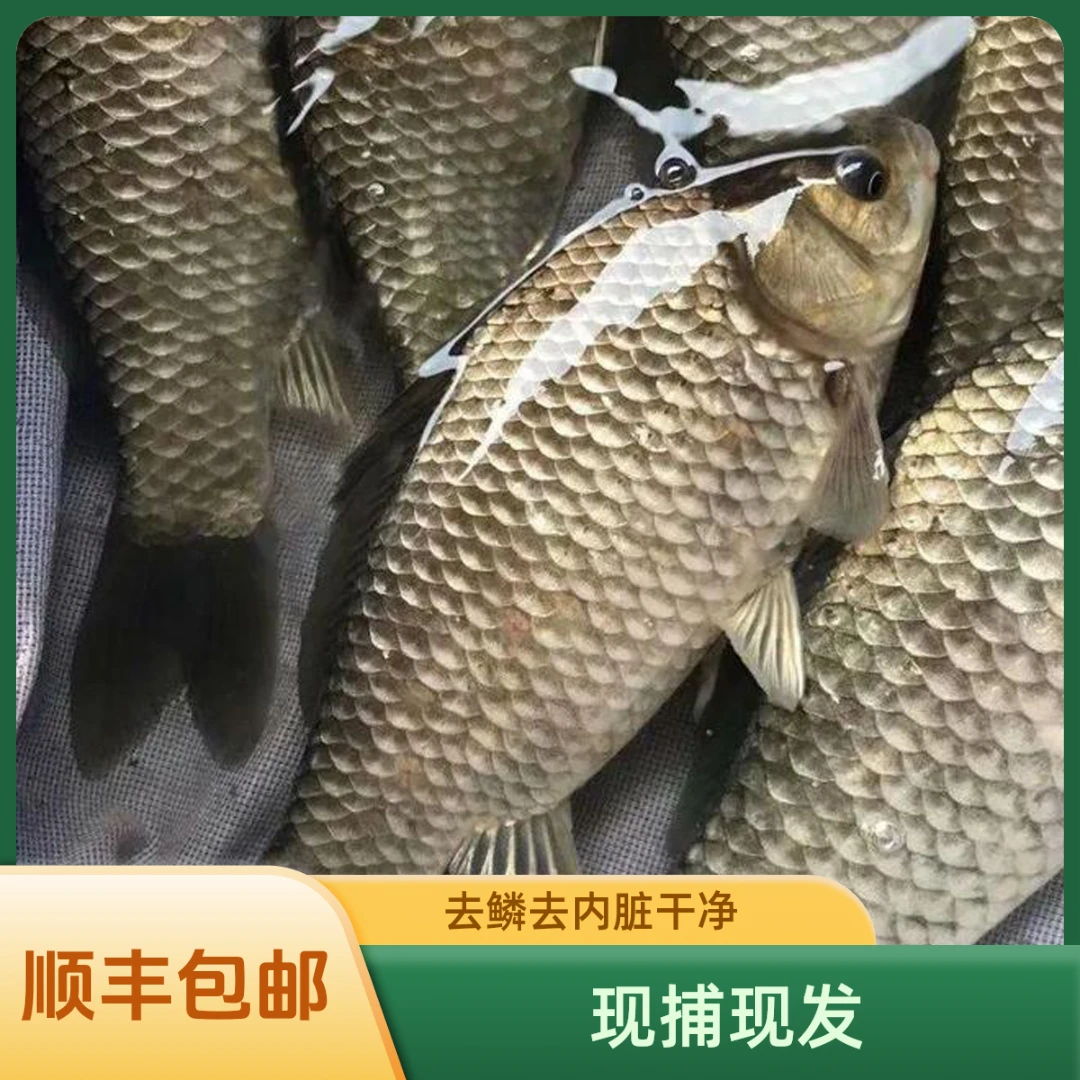 顺丰包邮水库野生鲫鱼速冻现杀现发活鱼孕妇催乳