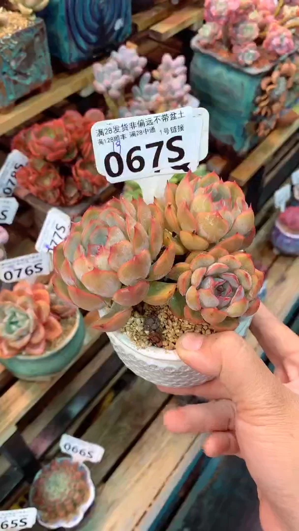 067S（一物一拍实付满28发货，默认不带盆土）