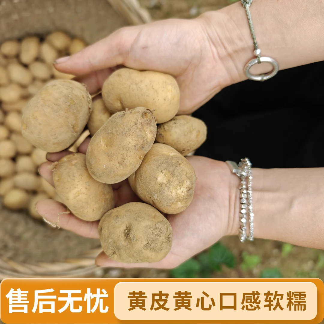 黄皮黄心土豆软糯马铃薯地蛋子香甜农家土豆恩施富硒土豆