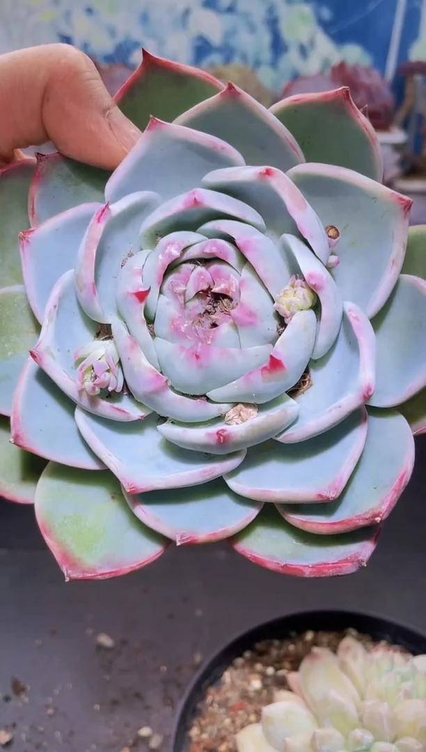 【闪购商品】416惊鸿