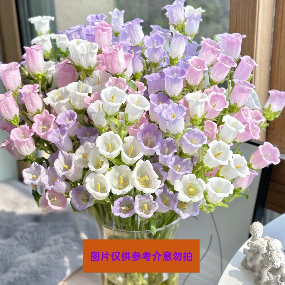 【鲜花次日达】风铃花（不挑选颜色介意勿拍） 1扎家居养花插花新疆生活鲜花全场顺丰包邮送货上门今天拍明天到