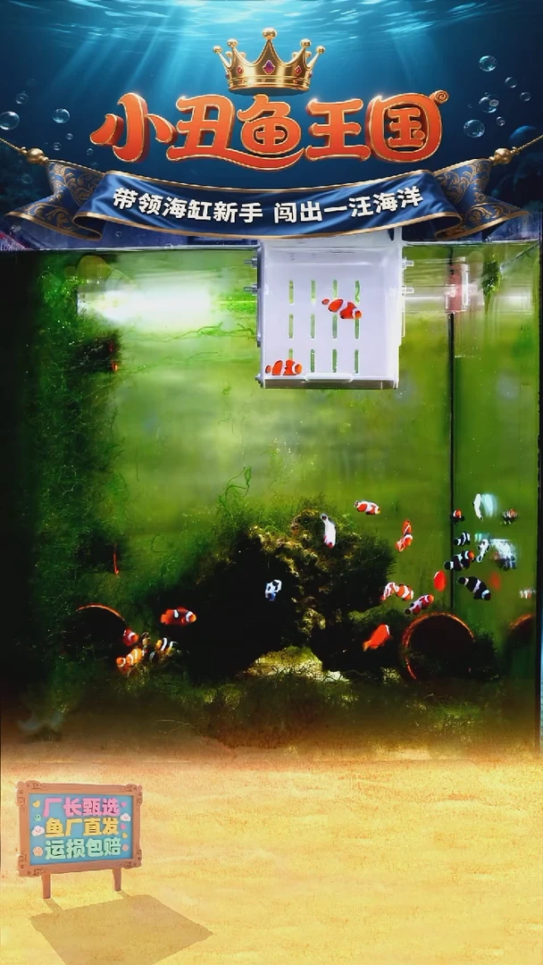 海水直播基地全品公子3-3.5