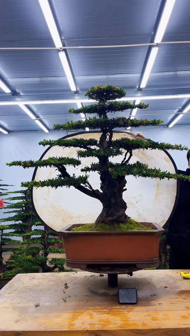 无花朵可***洋一物一拍，所见即所得