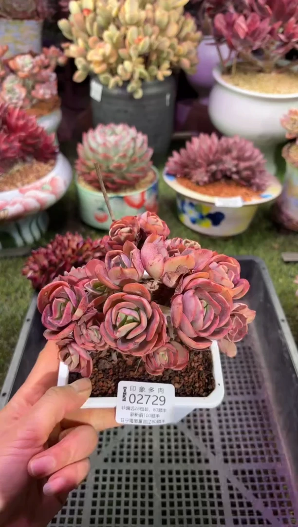 【闪购商品】02729