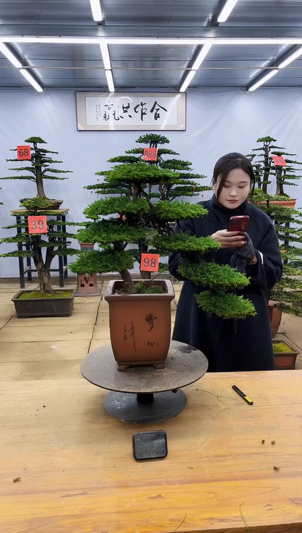 【闪购商品】高端盆景一物一拍，所见即所得