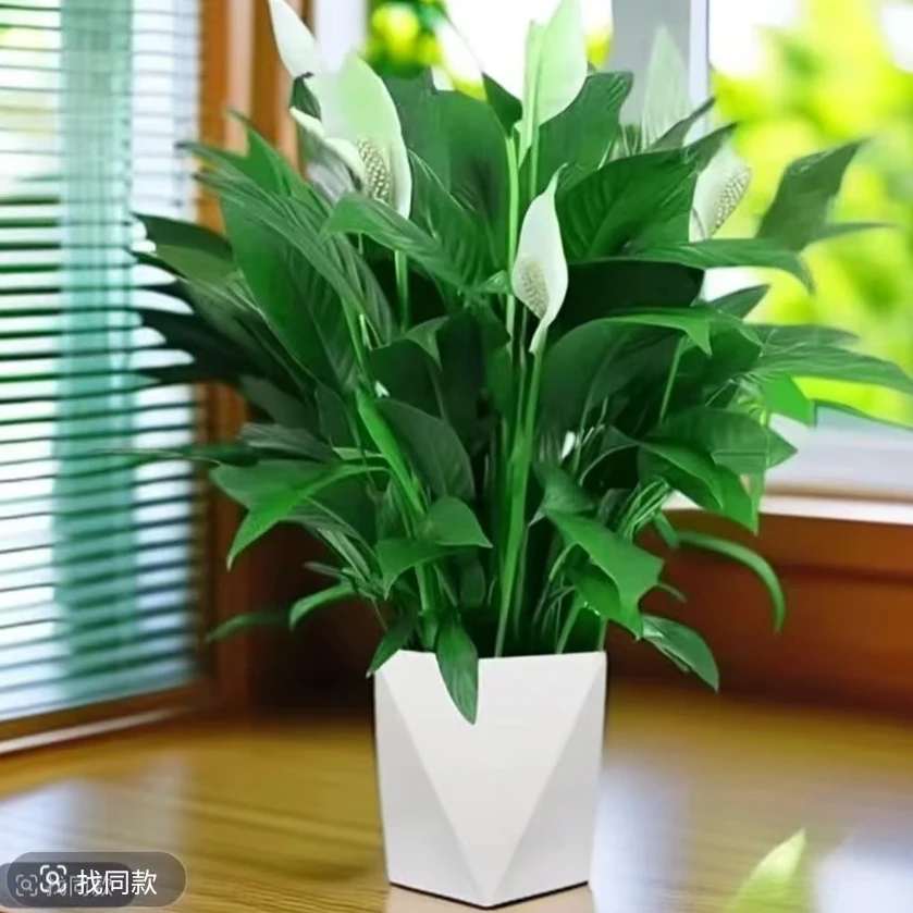 【拍一发二】白掌绿植物办公室内盆栽带花苞送营养液花盆