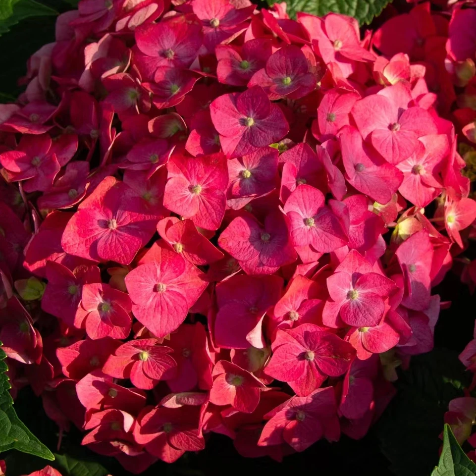 【无尽夏五代】玫粉色绣球 带花带花苞绣球盆栽爆销热款 绣球花直播