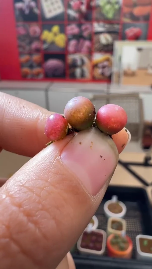 【闪购商品】6-39小桃红sp一颗