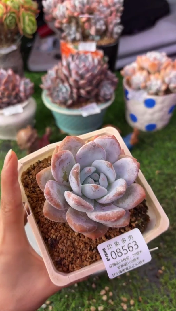 昆明印象多肉08563