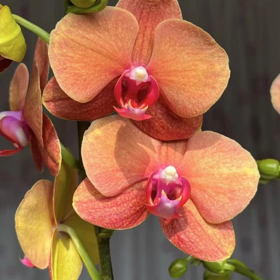 金桔盆栽蝴蝶兰 带花和花苞发货