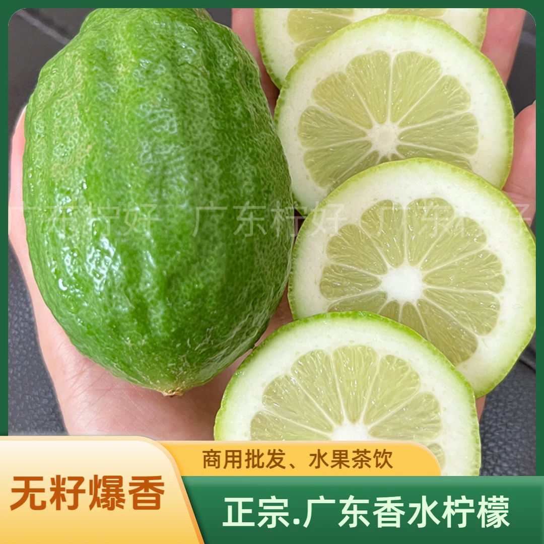无籽爆香型广东香水柠檬基地直供清新果香适合茶饮商用批发的水果