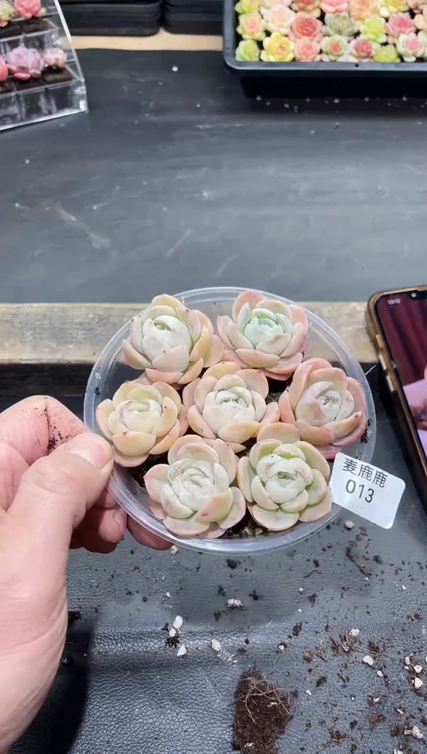 013爱斯贝瑞      量拍