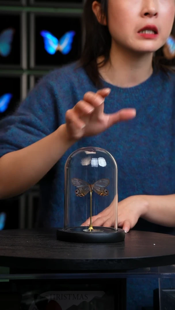 黄晶眼蝶小号玻璃罩