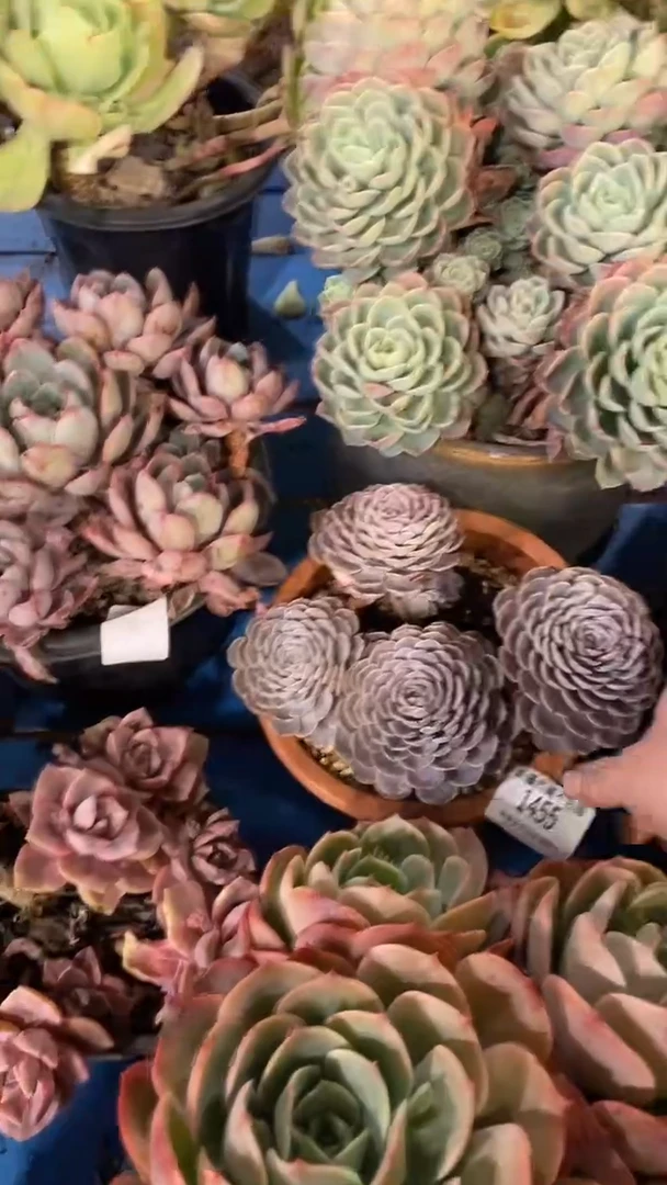 【闪购商品】1455天赐