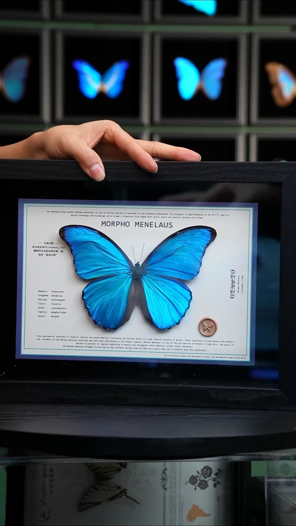 大蓝闪蝶新版本A4横版（带证书）