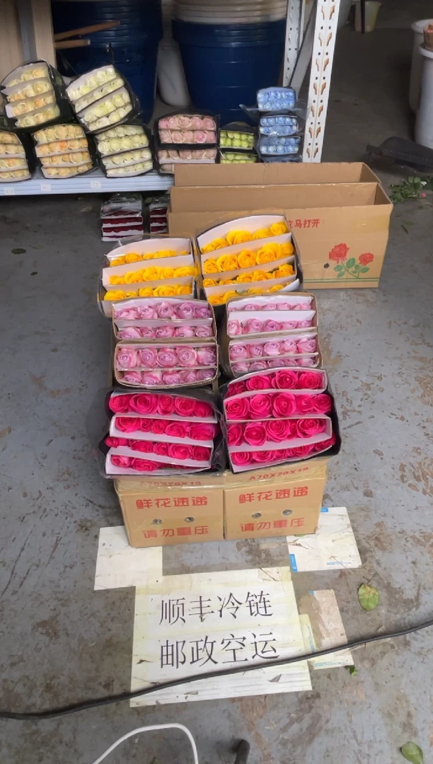 佛洛依德20枝+气场20枝+契机20枝