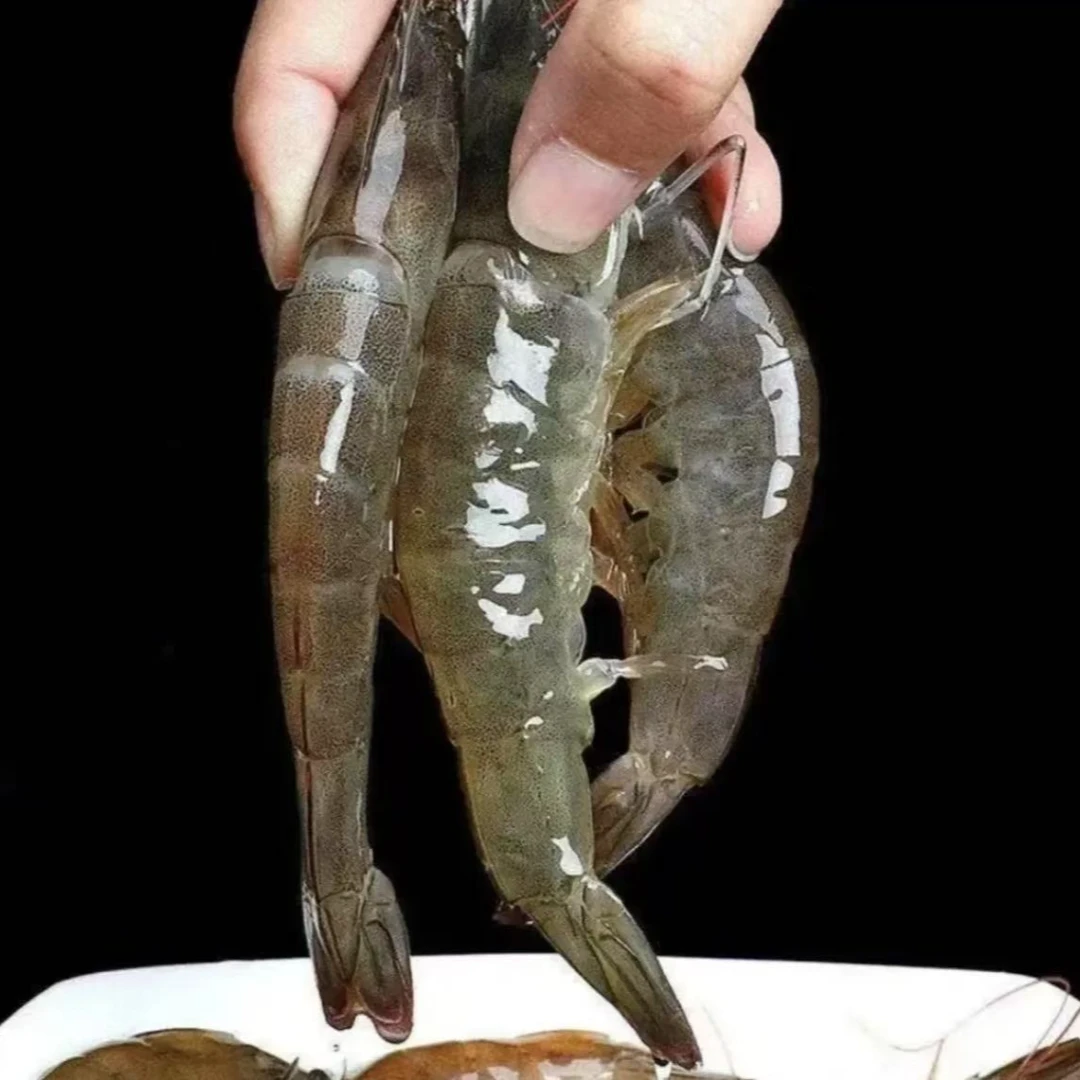 桑塔原包厄瓜多尔纯海虾南美白虾1.65KG顺丰包邮