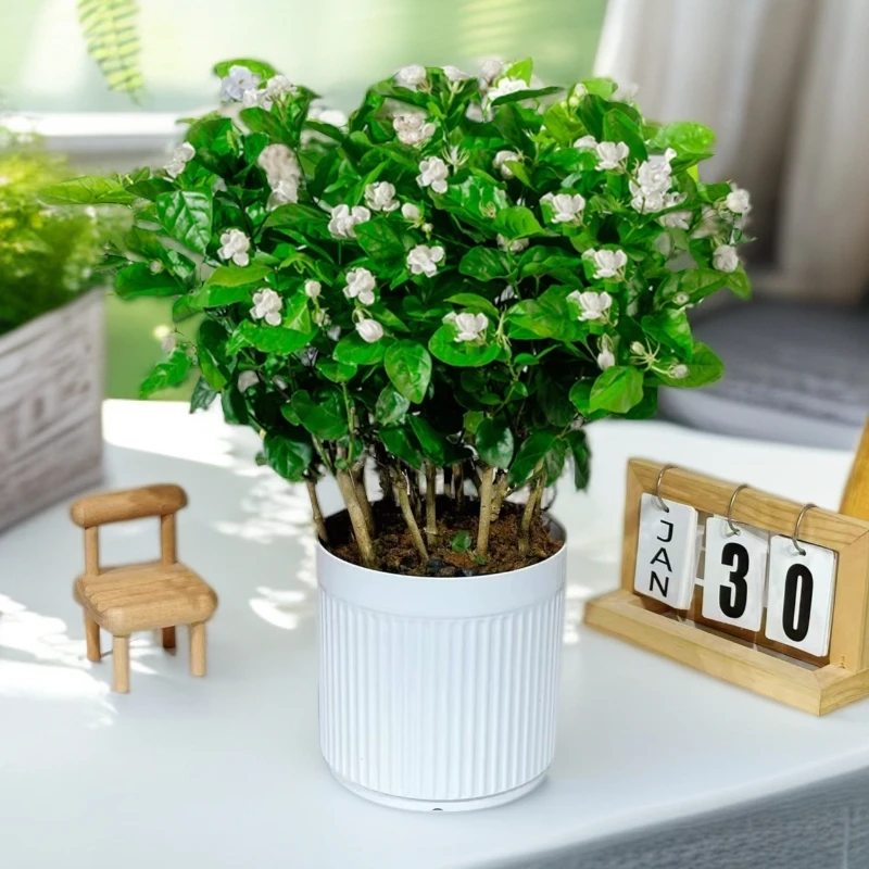 【带花苞】茉莉花培育基地重瓣香水茉莉花可盆栽地栽喜阳喜水