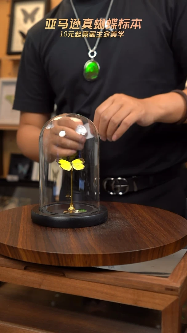 鹿*蝴蝶标本摆件一口价N103