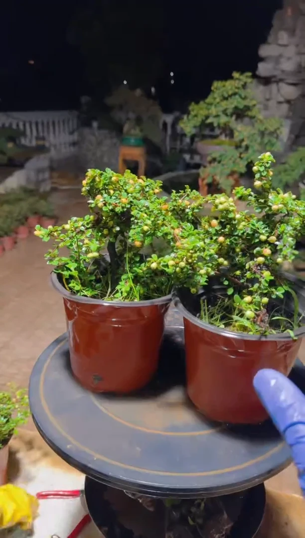 无花朵金玉满堂 白花大果荀子 拍一发2