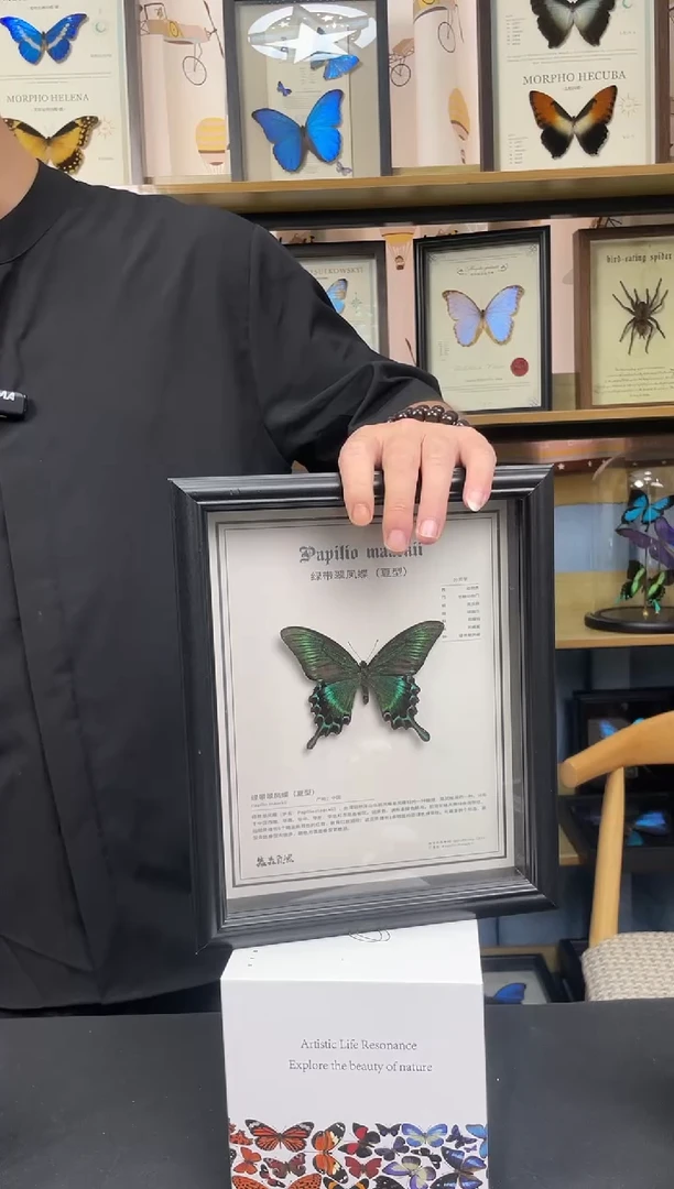 绿带翠凤蝶10寸相框