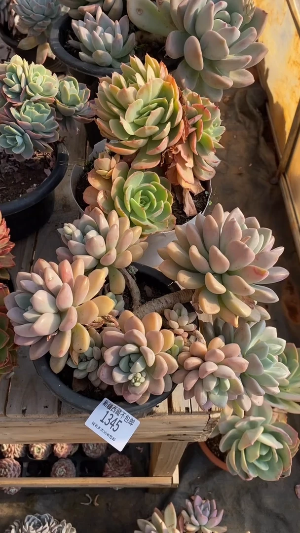 【闪购商品】1345白鹿