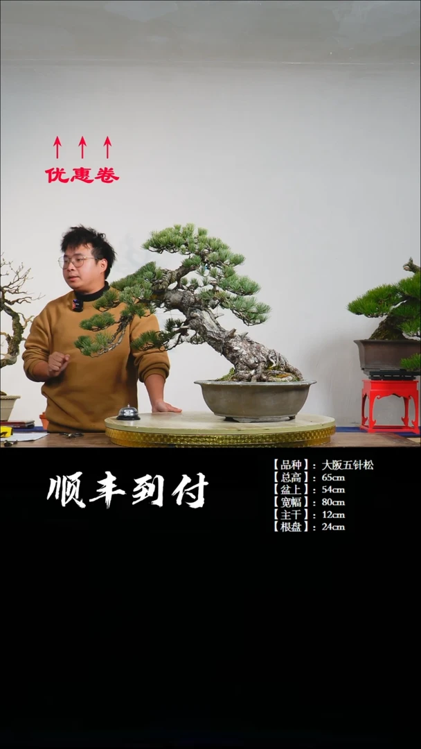 【闪购商品】1z011大阪五针松bubaoyou