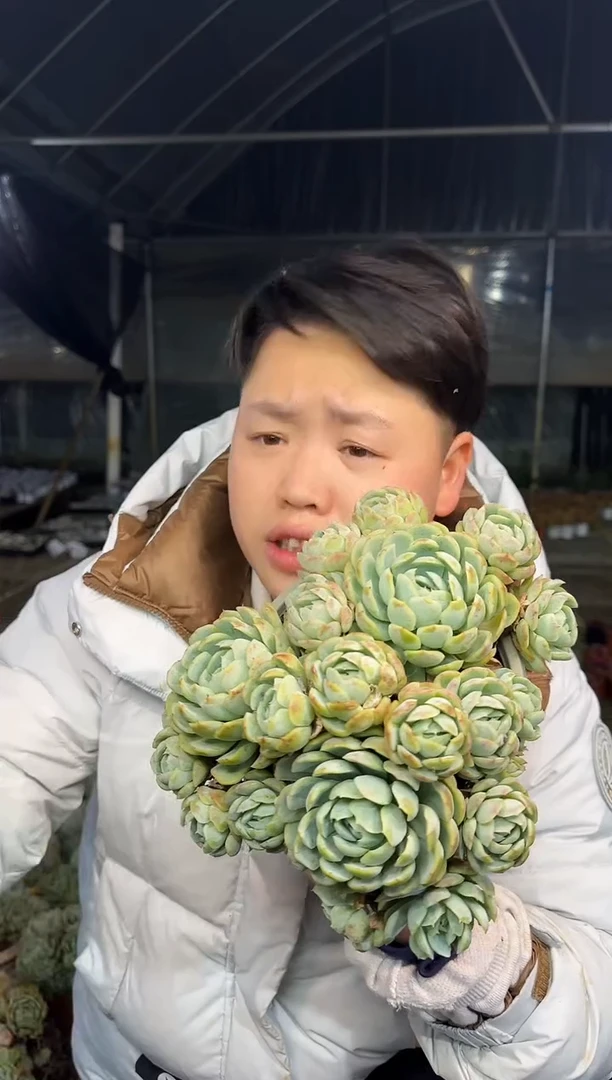 大贝瑞群17cm左右 2.99