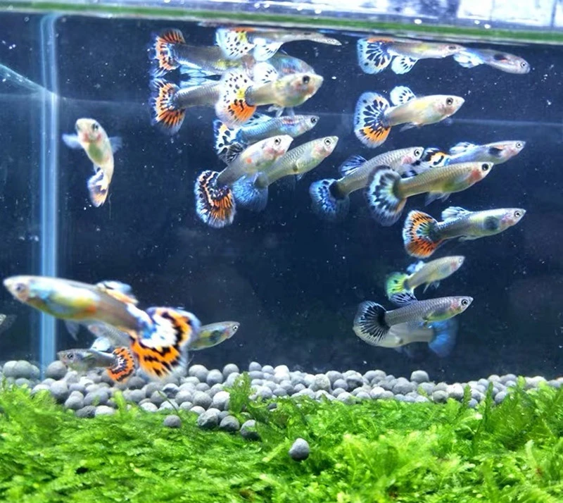 自繁殖孔雀鱼4条  奖品不包损