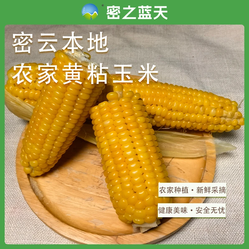 【黄粘糯玉米】密之蓝天密云本地农家露天现掰先发新鲜到家黄粘糯玉米拍5斤-送3斤-共8斤北京市
