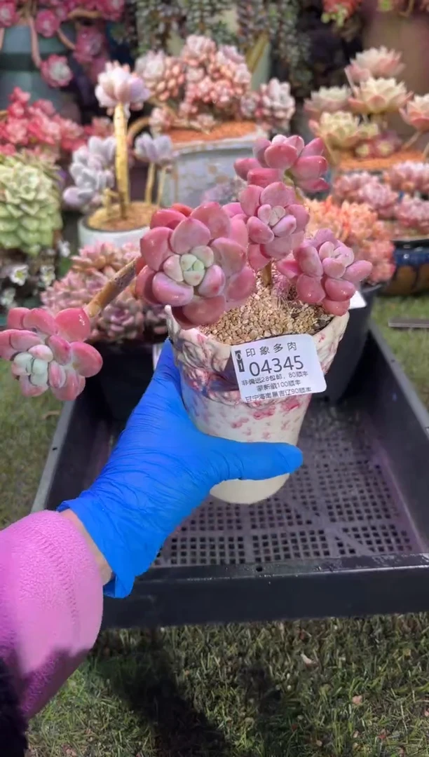 【闪购商品】04345