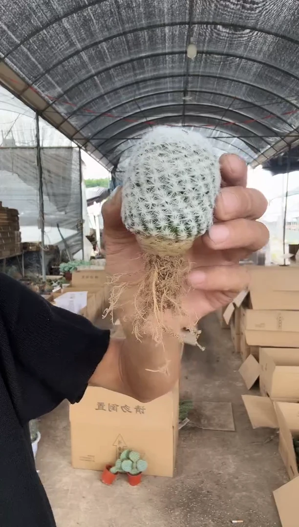 自根大型姬春星19.99