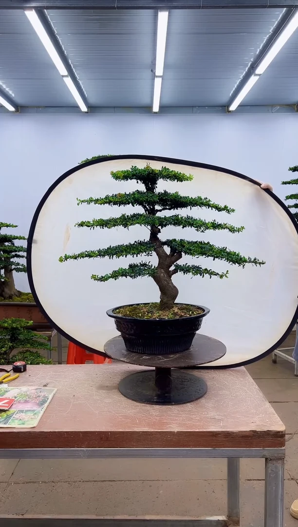 无花朵一物一拍，所见即所得