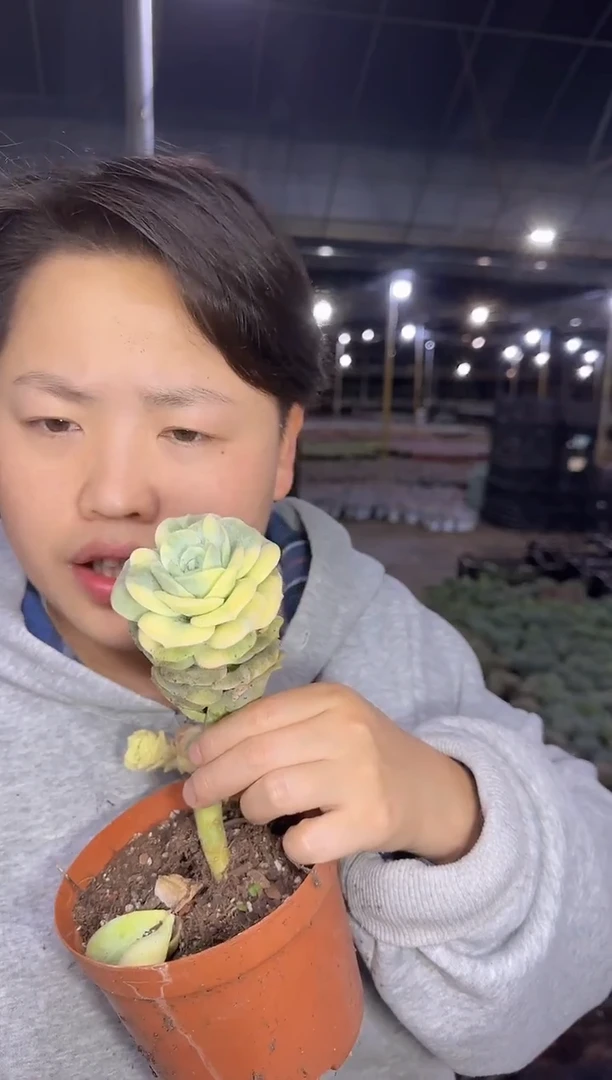 单头可爱玫瑰锦（挑锦多）3.99