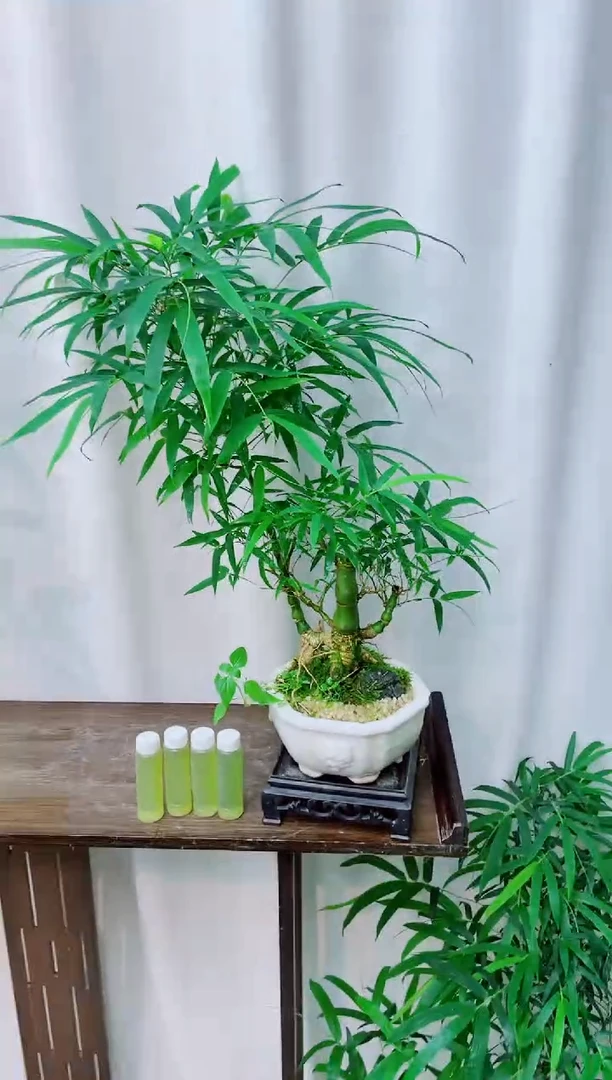 无花朵竹子盆景盆栽