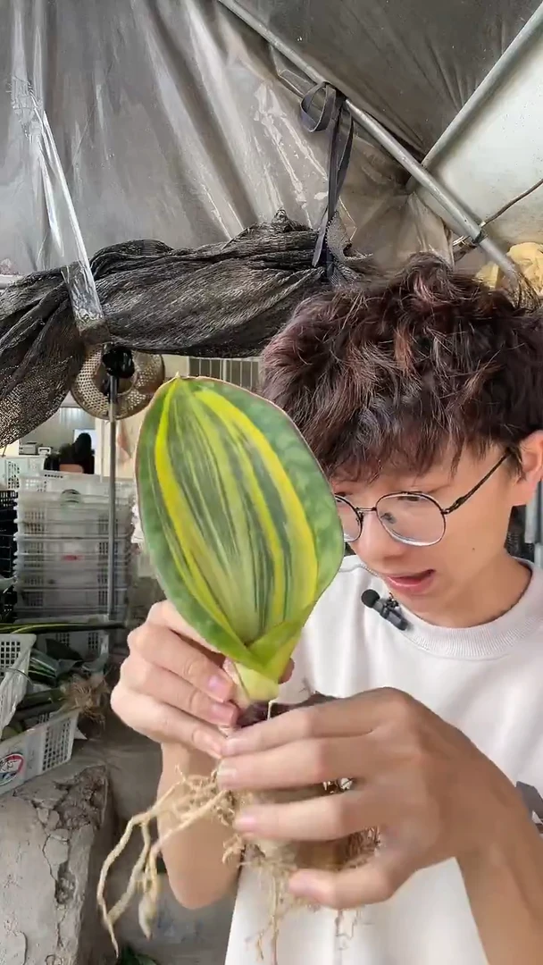 任*行1号一物一拍黄金宝镜45