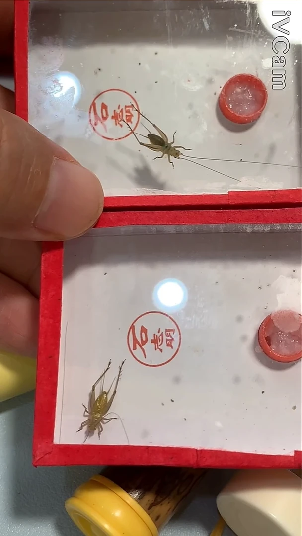 a***n两条顶须大黄送2根黄玲筒