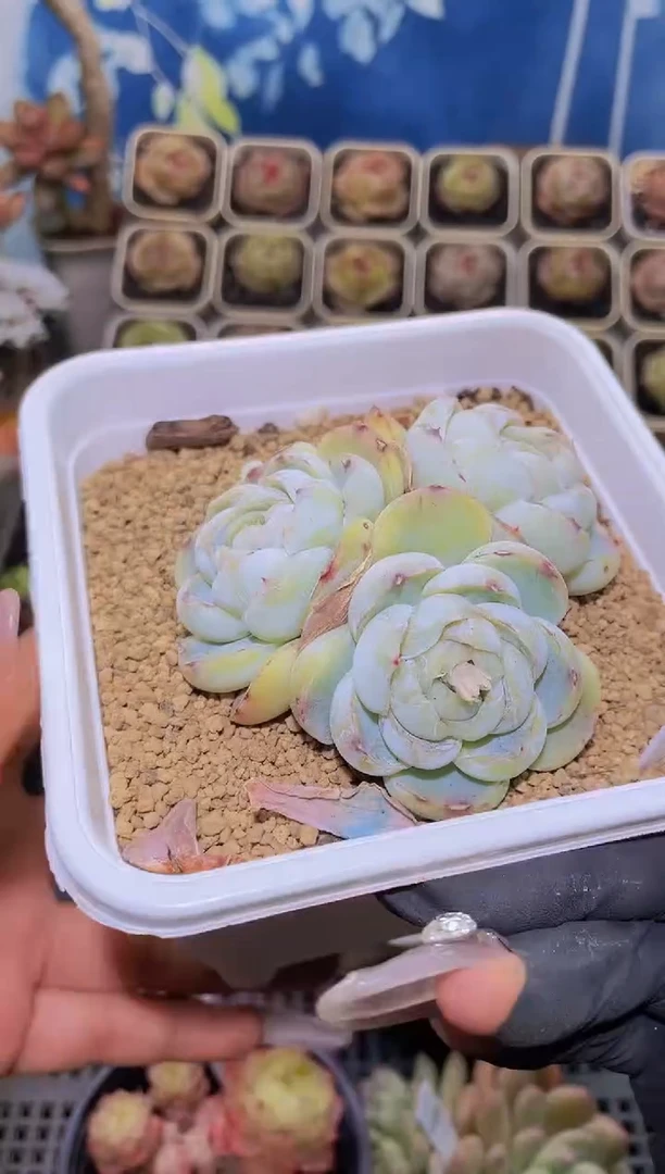 【闪购商品】123胖虎群