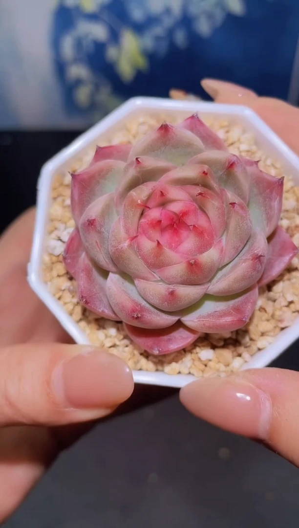 【闪购商品】089钻石珍妮多肉