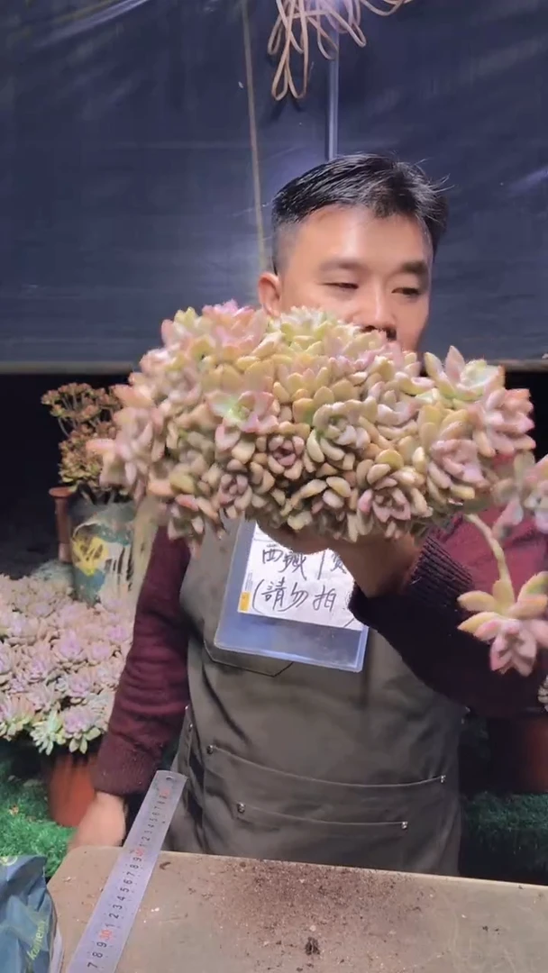 208淡雪缀化一物一拍