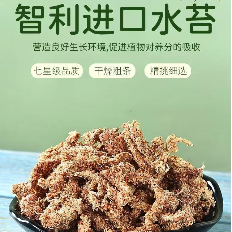 干水苔  智利进口干水苔 毛毛虫干水苔