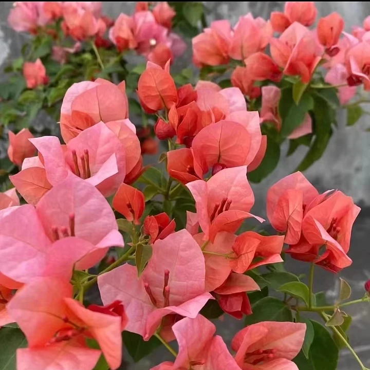 ｛不甜西瓜｝年宵花，勤花，丰花，四季开，原生一加仑盆，品种三角梅!！