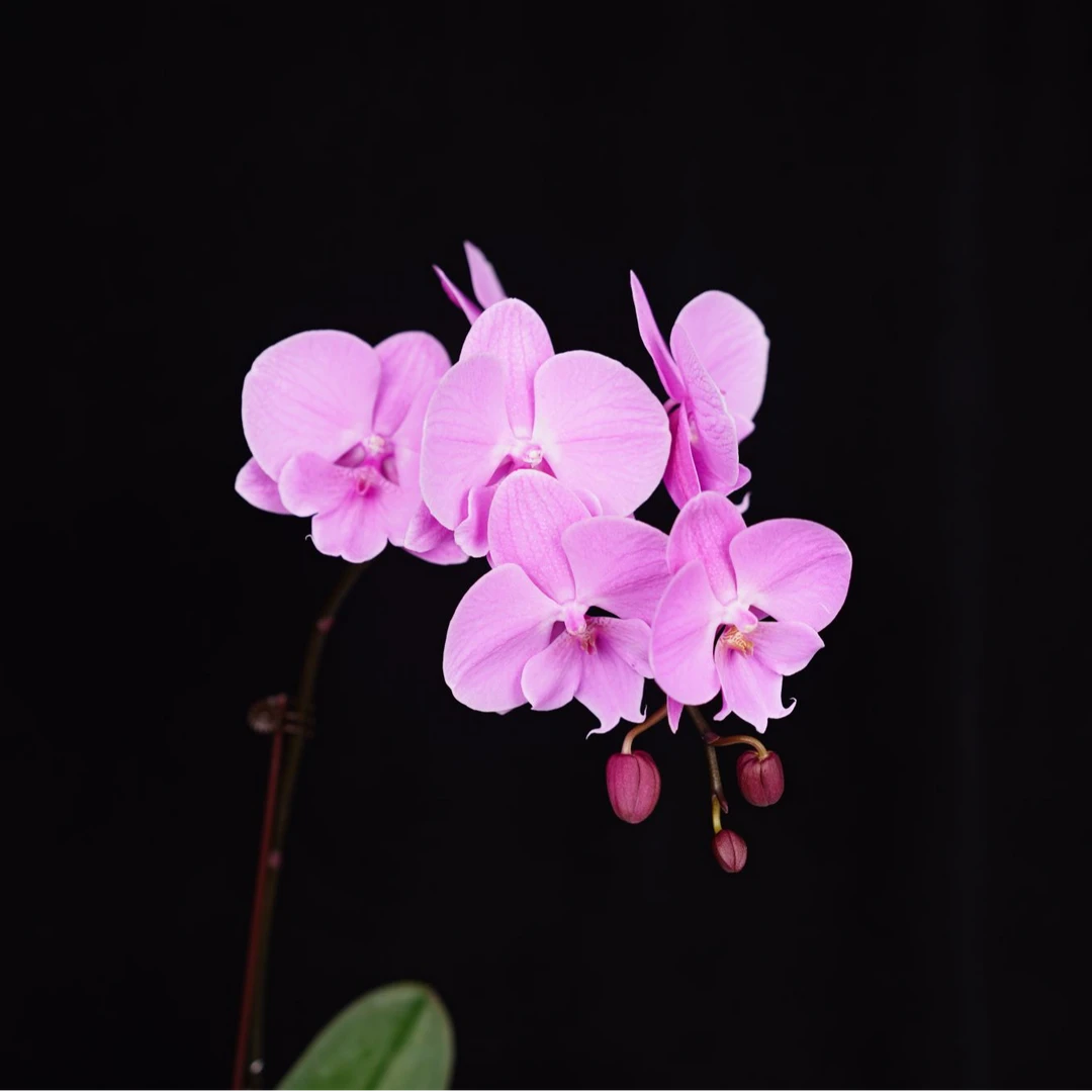 A花遇兰蝴蝶兰3.0寸【米奇乐多 返祖 粉色】全花开花株发货