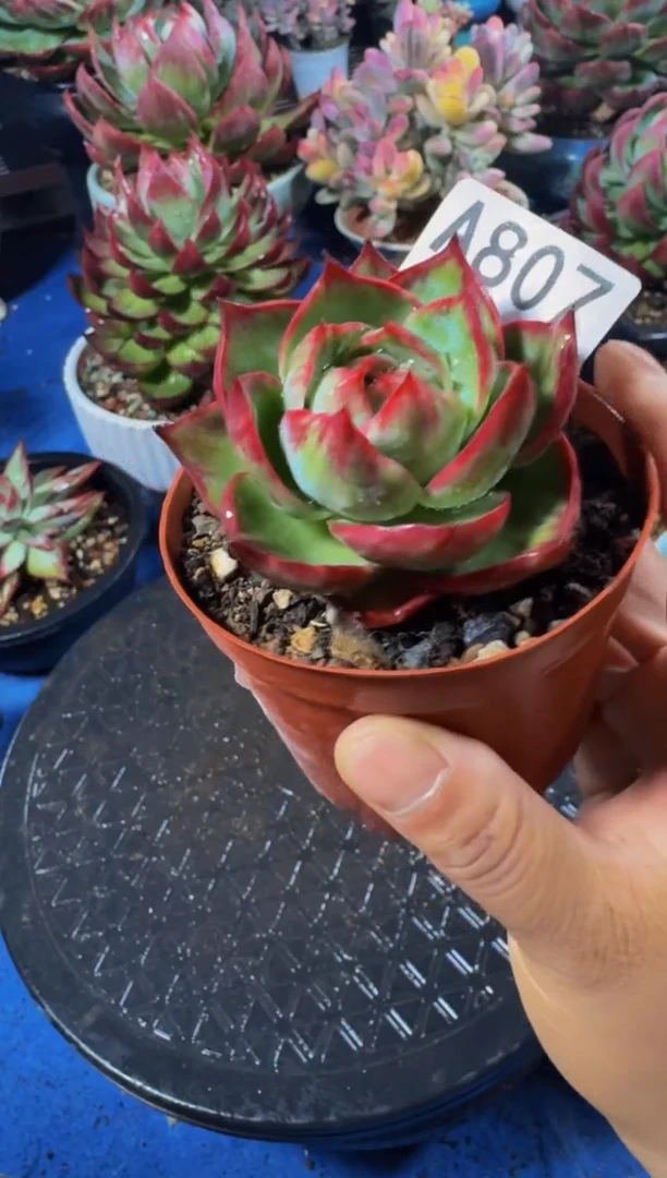 A807惊鸿仙子（裸根发货）