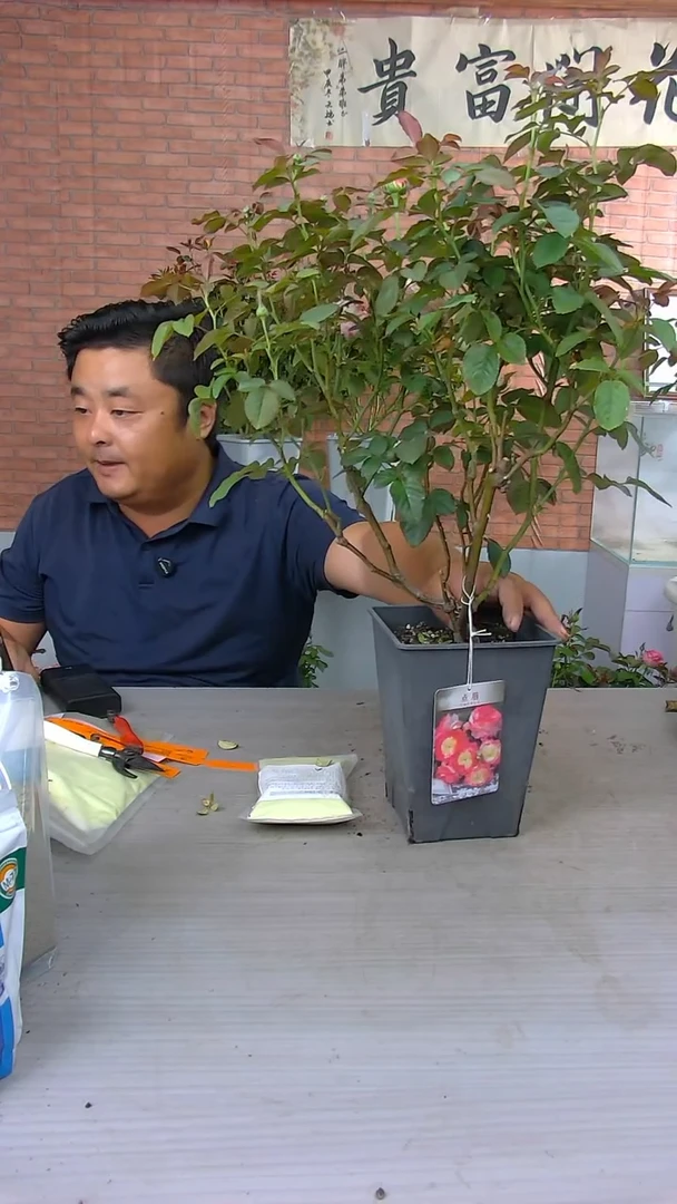 当前无花朵，栽培后可花朵点唇