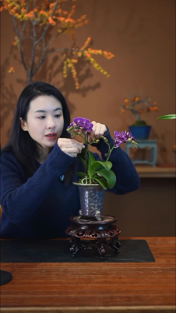 全部花朵蝴蝶兰盆景盆景盆景